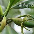 Bruguiera hainesii (Haines Orange Mangrove) in Cairns<br />Canon KDX + EFS60 F2.8